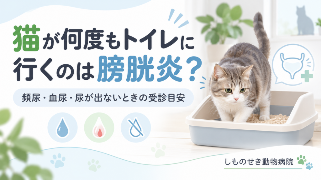 猫が何度もトイレに行くのは膀胱炎？のアイキャッチ画像