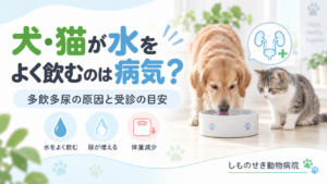 犬と猫が水をよく飲む多飲多尿の記事アイキャッチ
